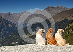 Golden Retrievers in Synchronicity photo