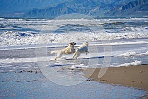 Golden Retrievers running along a sandy beach against ocean waves