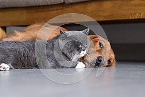 Golden retrievers and shorthair kitten