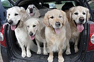 Golden Retrievers