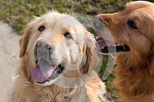 Golden retrievers