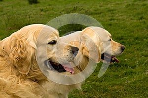 Golden Retrievers watching