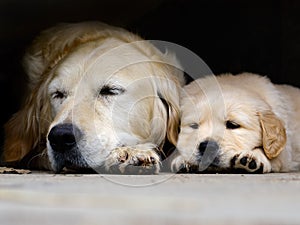 Golden Retriver