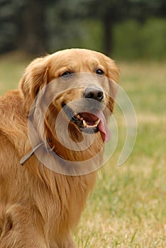 Golden retriver