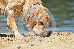 Golden retriver on the beach