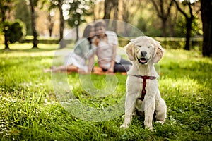 Golden retriver photo