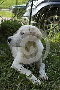 Golden retriver close up outside