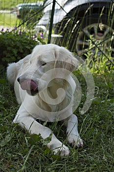 Golden retriver close up outside