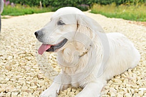 Golden Retriver dog laying on nice yellow country pebble road. close up