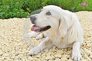 Golden Retriver dog laying on nice yellow country pebble road. close up