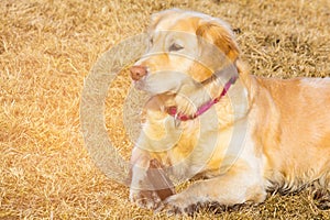 Golden retriver dog over dry glass