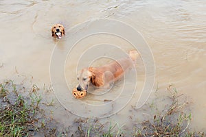 Golden retriver dog playing in nature pond