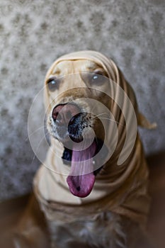 Golden retriver opened his mouth, he wants to yaw, dog yawns, dog in handkerchief