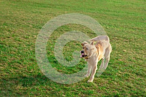 Golden retriver playing with his toy. holding it in his mouth a toy.toy to his feet.standing,lying down or running