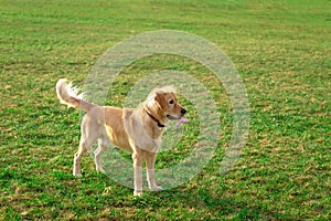 Golden retriver playing with his toy. holding it in his mouth a toy.toy to his feet.standing,lying down or running