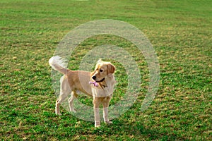 Golden retriver playing with his toy. holding it in his mouth a toy.toy to his feet.standing,lying down or running