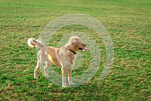 Golden retriver playing with his toy. holding it in his mouth a toy.toy to his feet.standing,lying down or running