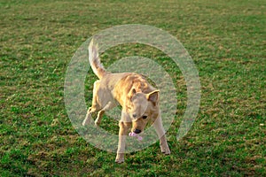 Golden retriver playing with his toy. holding it in his mouth a toy.toy to his feet.standing,lying down or running