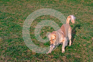 Golden retriver playing with his toy. holding it in his mouth a toy.toy to his feet.standing,lying down or running