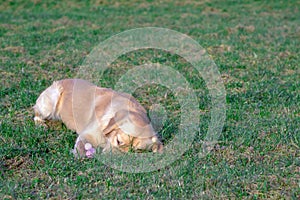 Golden retriver playing with his toy. holding it in his mouth a toy.toy to his feet.standing,lying down or running