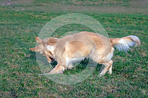 Golden retriver playing with his toy. holding it in his mouth a toy.toy to his feet.standing,lying down or running