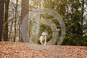 Golden Retriver playing with a stick in the meadow