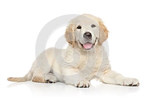 Golden Retriver puppy on white background photo