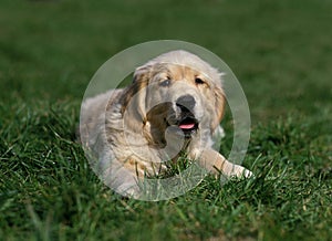 Golden Reviever, Pup laying on Grass