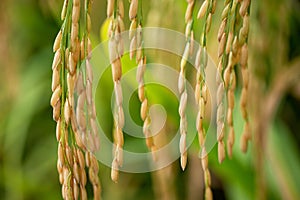 Golden rice in autumn