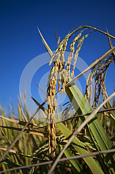 Golden rice ears on reic tree