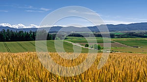 Golden rice fiel in foreground with pattern green rice farm in Biei