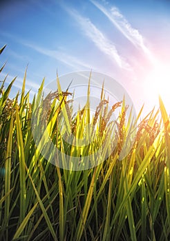 Golden rice field