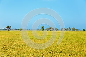 Golden Rice field