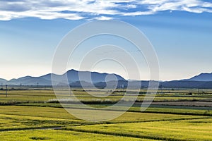 Golden Rice Field