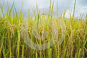 Golden rice field in the morning light, at Thailand