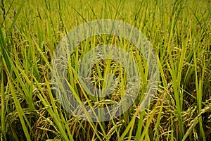 Golden rice field in the morning light, at Thailand