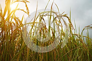 Golden rice field in the morning light, at Thailand