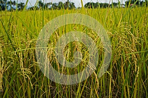 Golden rice field in the morning light, at Thailand