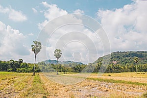 Golden rice field with palm tree