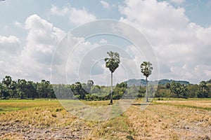 Golden rice field with palm tree