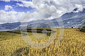 Golden Rice Fields in China