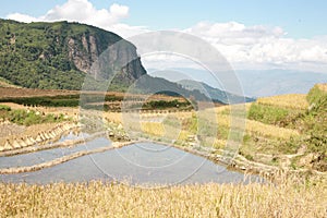 Golden Rice Fields in China