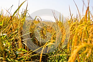 Golden rice fields on harvesting time