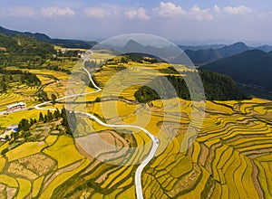 Golden rice fields in the mountain