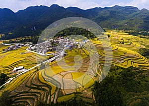 Golden rice fields in the mountain