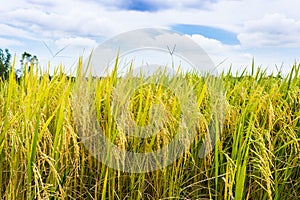 Golden rice filed with blue sky