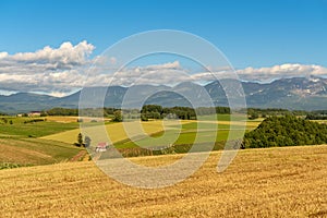 Golden rice meadow of Patchwork road in Biei