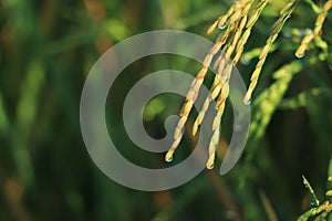 Golden rice paddy rice ear closeup growing in autumn paddy field