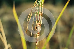 Golden rice paddy rice ear closeup growing in autumn paddy field