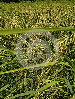 Golden rice paddy field green natural organic